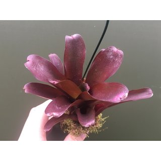 Neoregelia red