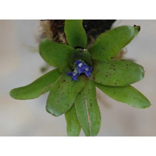 Neoregelia spec. Brasilien