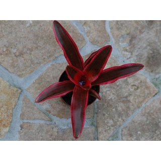 Neoregelia rot spec. Brasilien (bromelie)