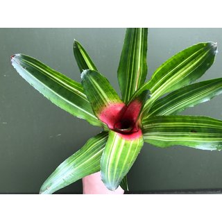 Neoregelia grn spec. Brasilien