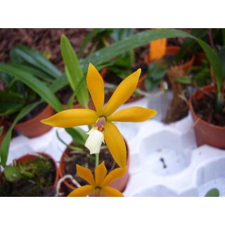 Encyclia vitellina