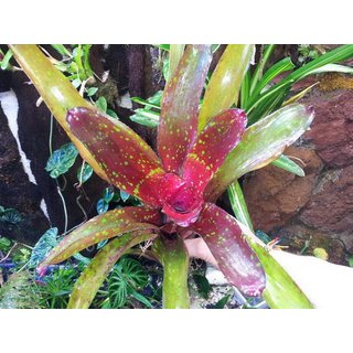 Neoregelia bright eye