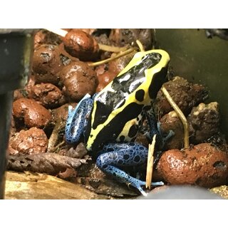 Dendrobates tinctorius Patricia Junges Prchen