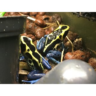 Dendrobates tinctorius Patricia Junges Prchen