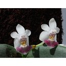 Phalaenopsis parishii