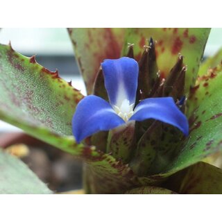 Neoregelia ampullacea