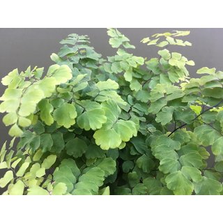 Adiantum spec. Peru