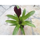 Guzmania purple lila mini (bromelie)