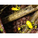 Dendrobates tinctorius Pic Matecho