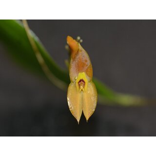 Lepanthes ophelma