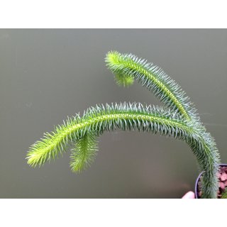 Lycopodium squarrosum