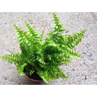 Nephrolepis spec. Mexico