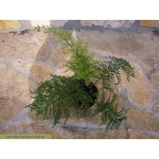 Asplenium daucifolium