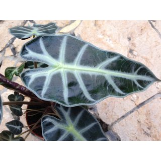 Alocasia spec. Costa Rica XXL