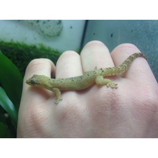 Jungferngecko Lepidodactylus lugubris