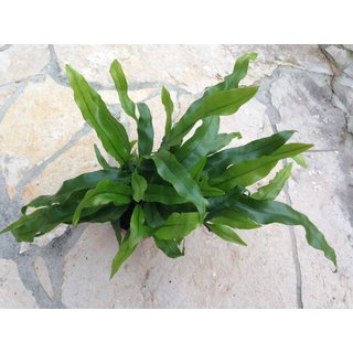 Microsorum pustulatum