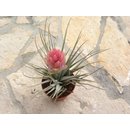 Tillandsia Houston Cotton Candy