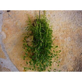 Peperomia from Panama